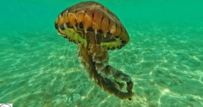 Meduze su imune na rak, naučnici kod njih otkrili neobičan mehanizam