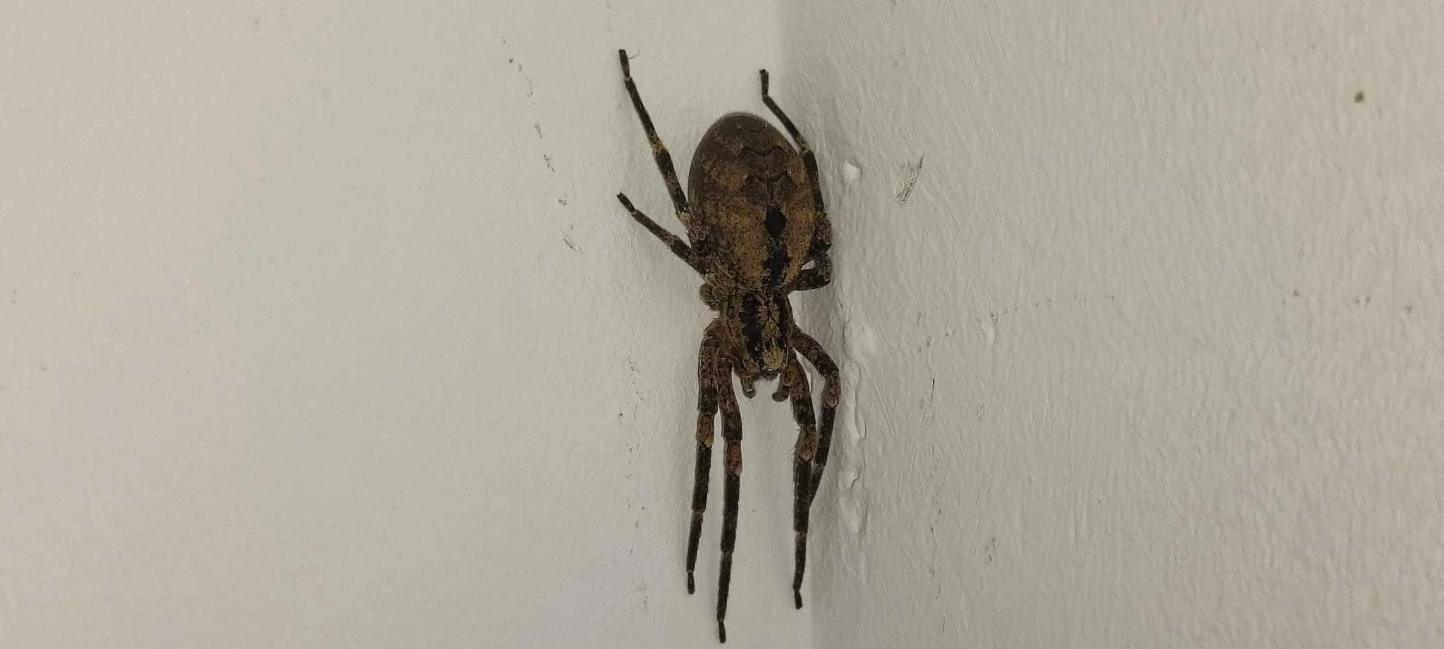 Imate paukove u domu, ovaj začin može pomoći da ih bude manje