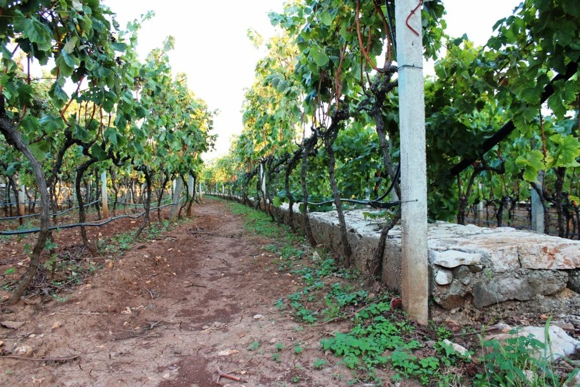 Došli pod okriljem noći i odnijeli 700 kilograma grožđa iz vinograda