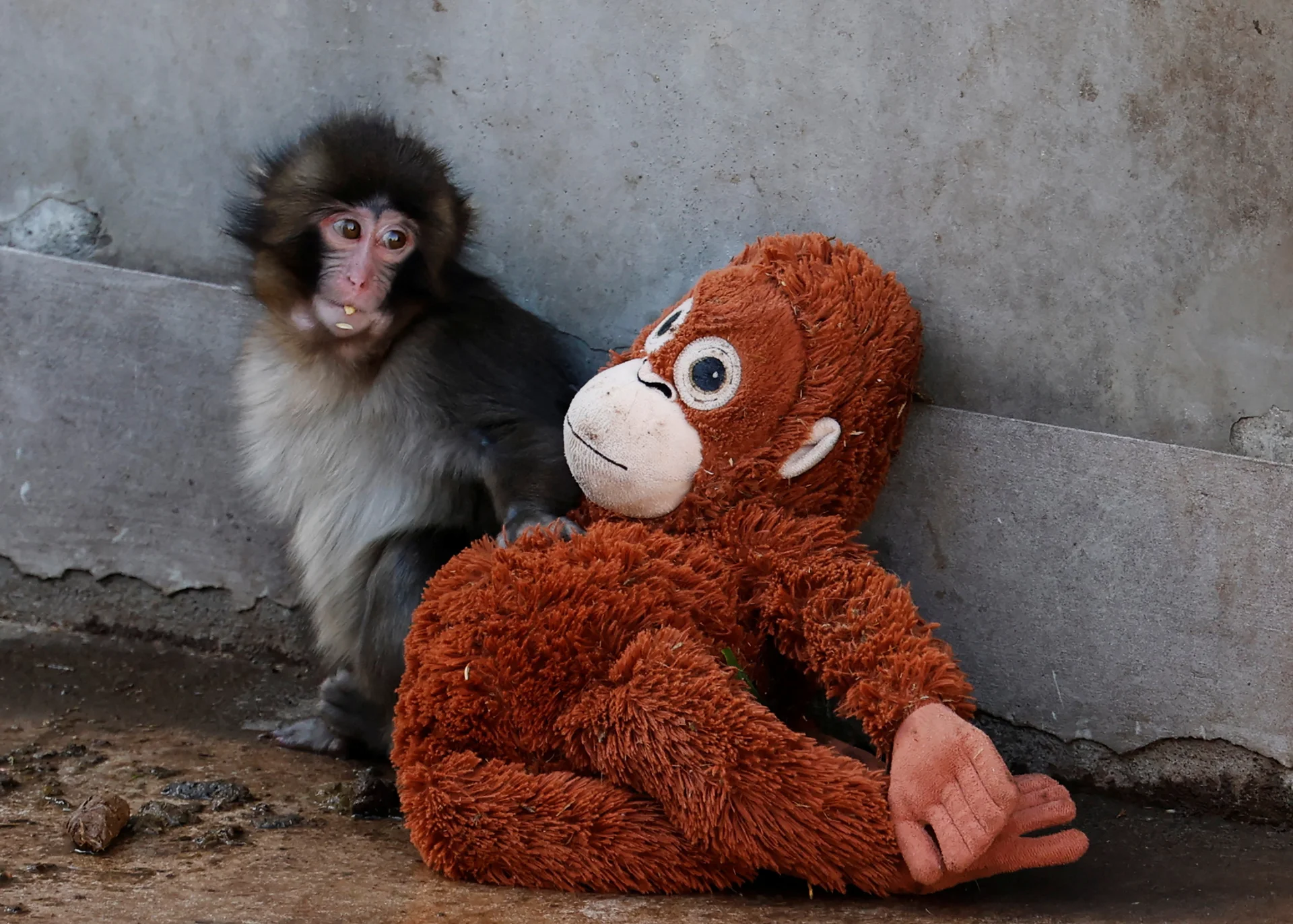 Majmunčić koji nije ispuštao plišanog orangutana sada je proslavio prvi rođendan