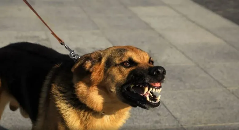 Pas preskočio ogradu i napao djevojčicu u bh. općini, optužen vlasnik