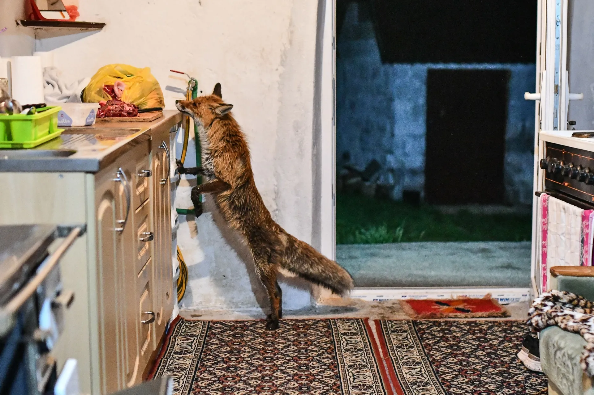 Lisac Mili kod Jusufa Delića