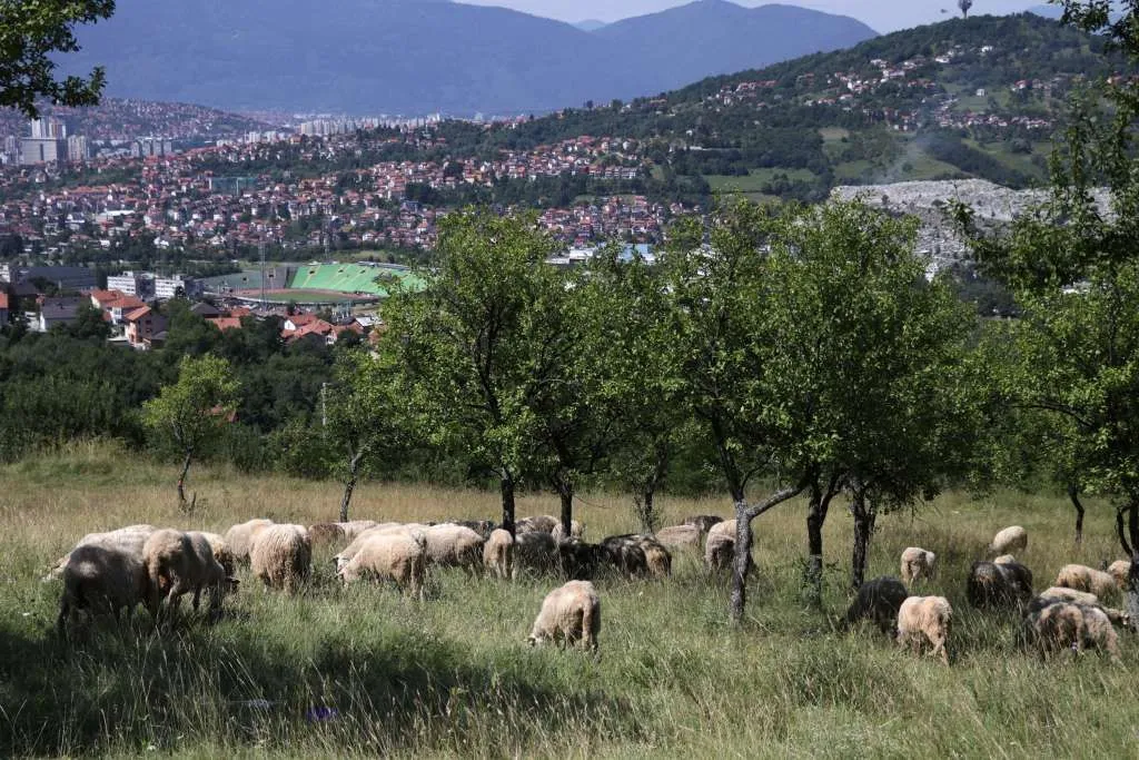 Inspekcija kreće u akciju pred Bajram, slijede stroge kontrole kurbana