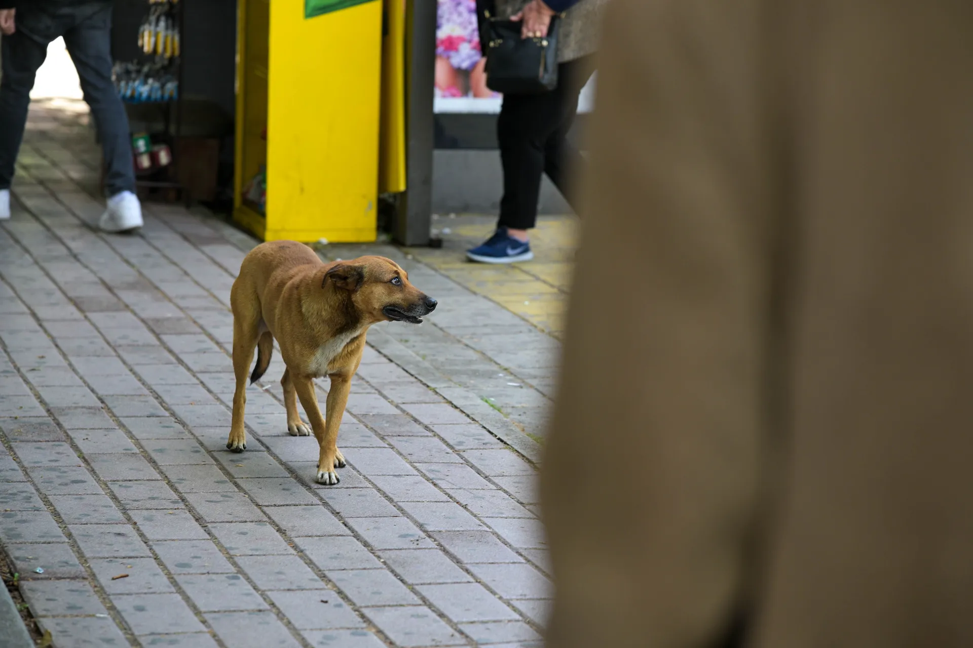 Stari dio grada i raskošna pješačka zona