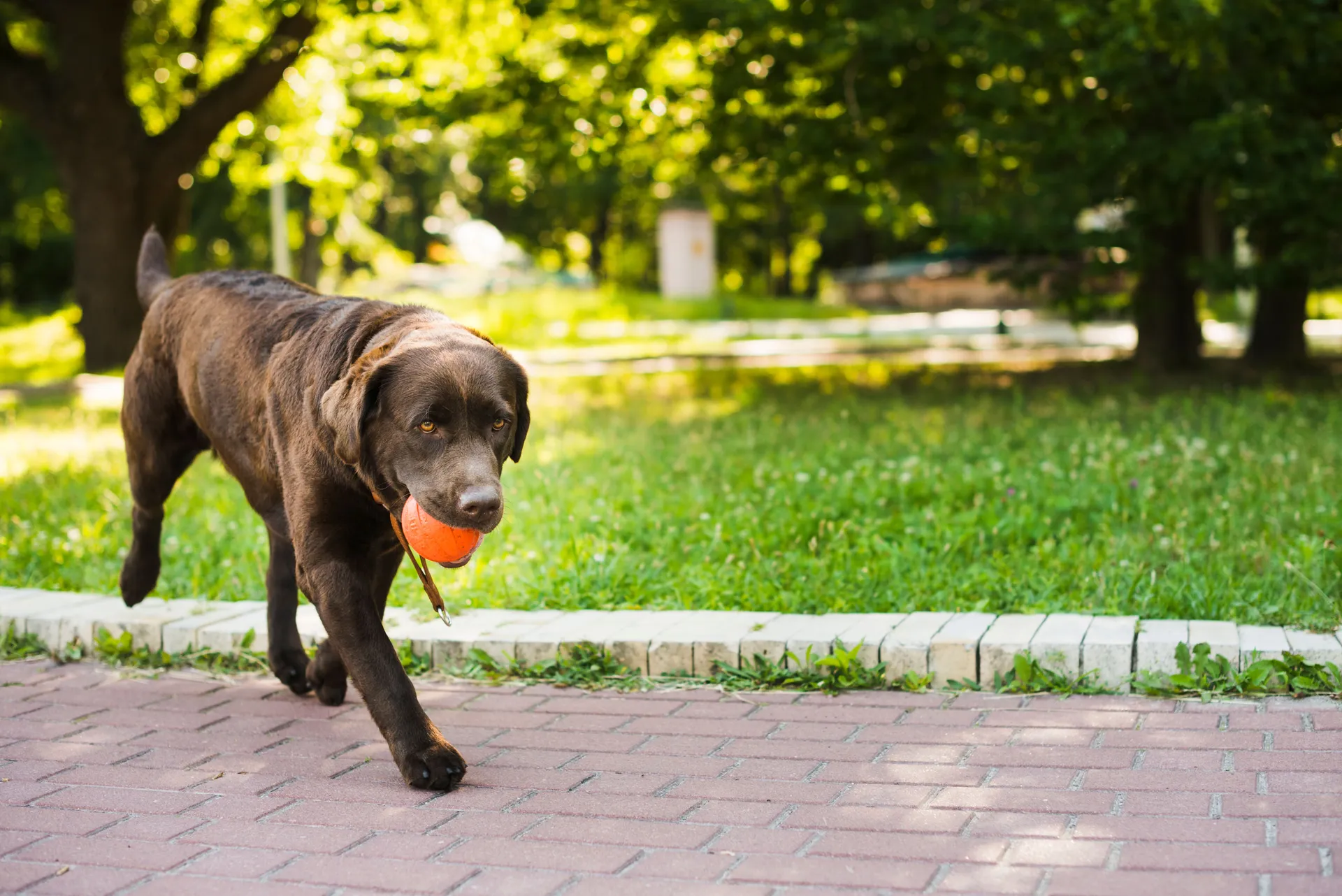 Vlasnici pasa, oprez - veterinari tvrde da ova popularna igračka uništava pseće zube