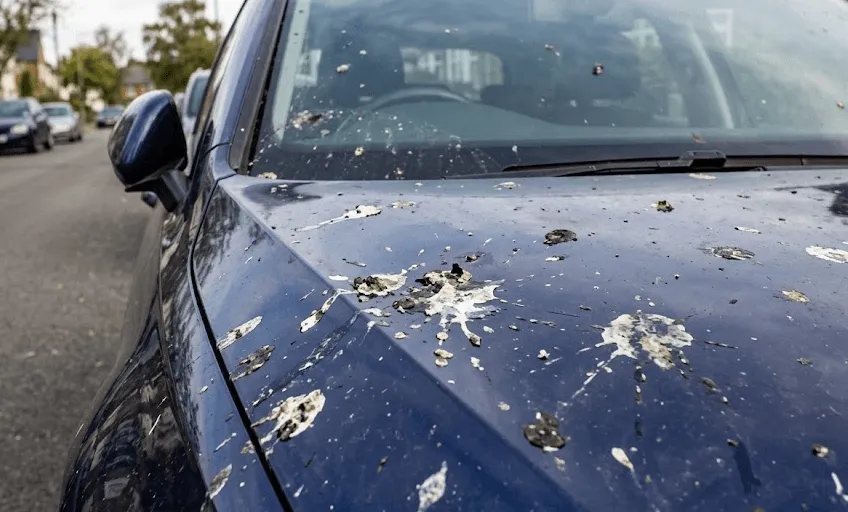 Nemojte čekati kišu, evo zašto ptičji izmet treba što prije očistiti s automobila