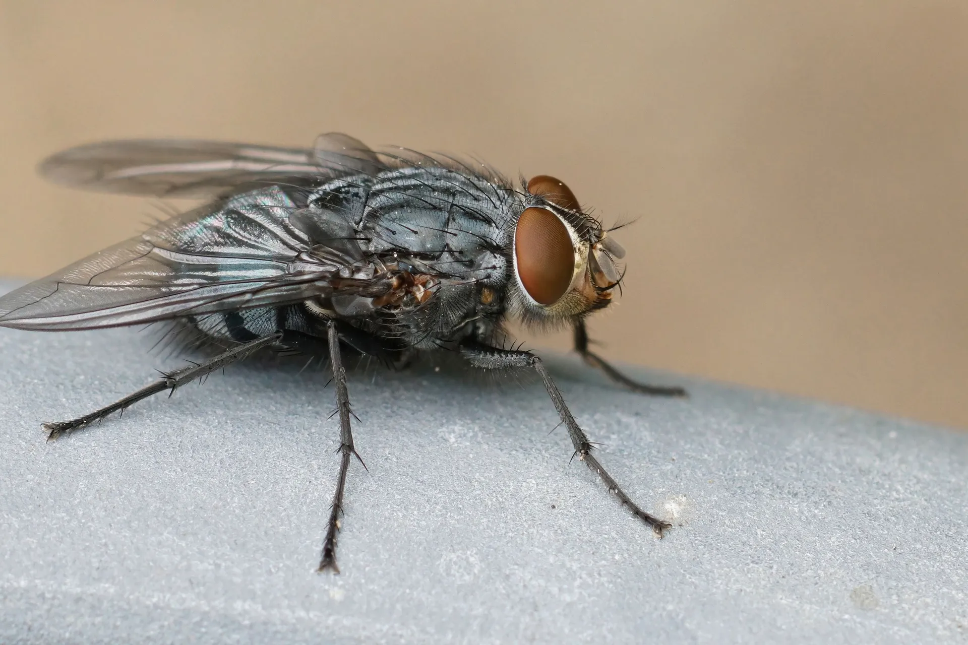 Ovaj jednostavan trik s vodom i novčićima otjerat će sve muhe iz vašeg doma