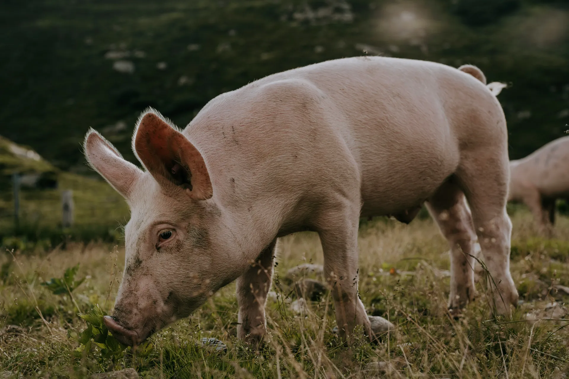  Odbjegle svinje napravile haos na saobraćajnici, putnici čekali satima