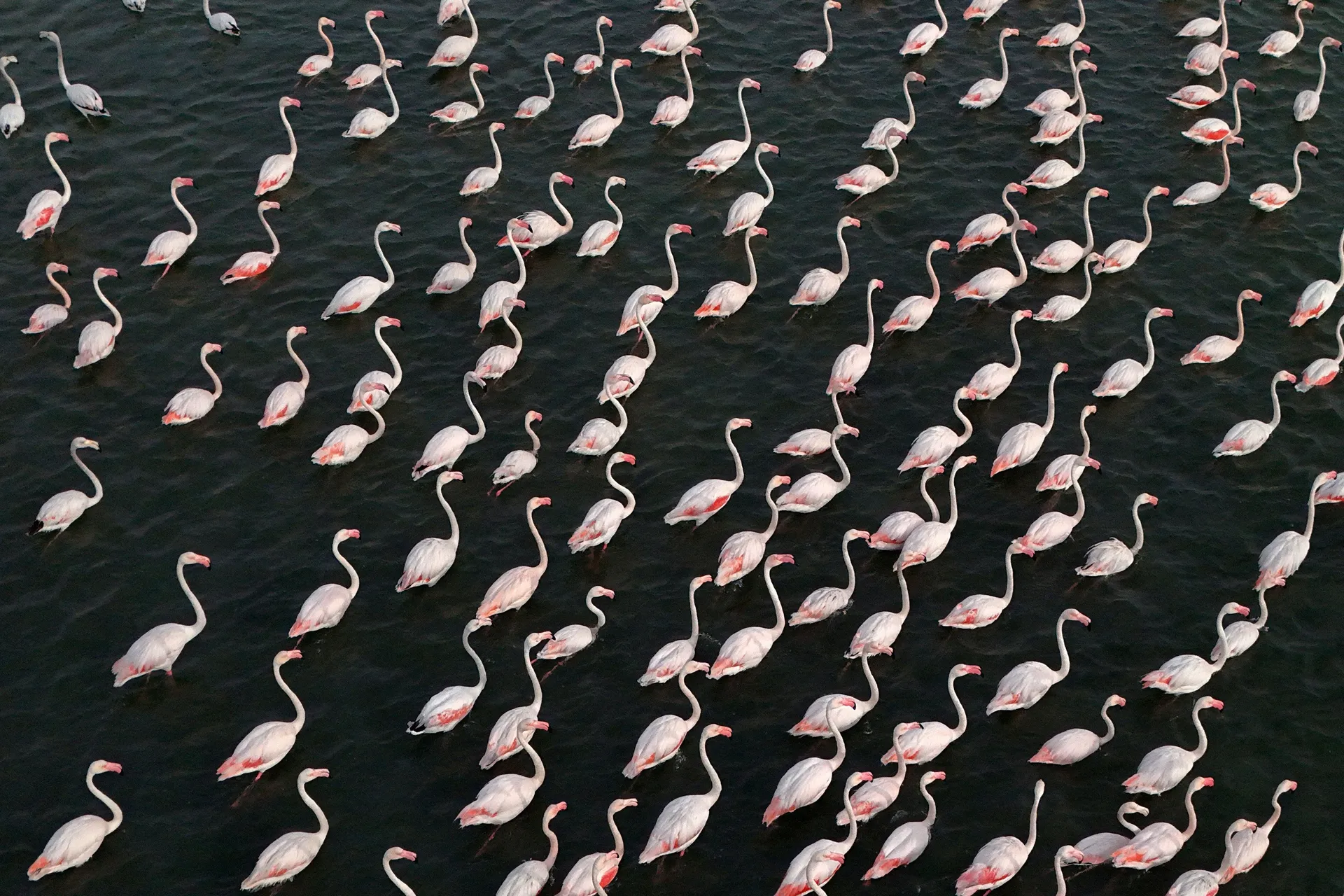 A drone view of the flamingos in the Vjosa-Narte protected area where a luxury resort is planned by a company linked with Donald Trump's son-in-law Jared Kushner, near Vlora, Albania, May 10, 2026. REUTERS/Florion Goga  TPX IMAGES OF THE DAY