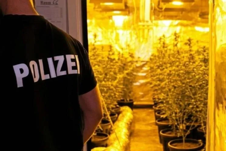"Baštovan" iz BiH osuđen na dvije godine, brinuo se o plantaži marihuane