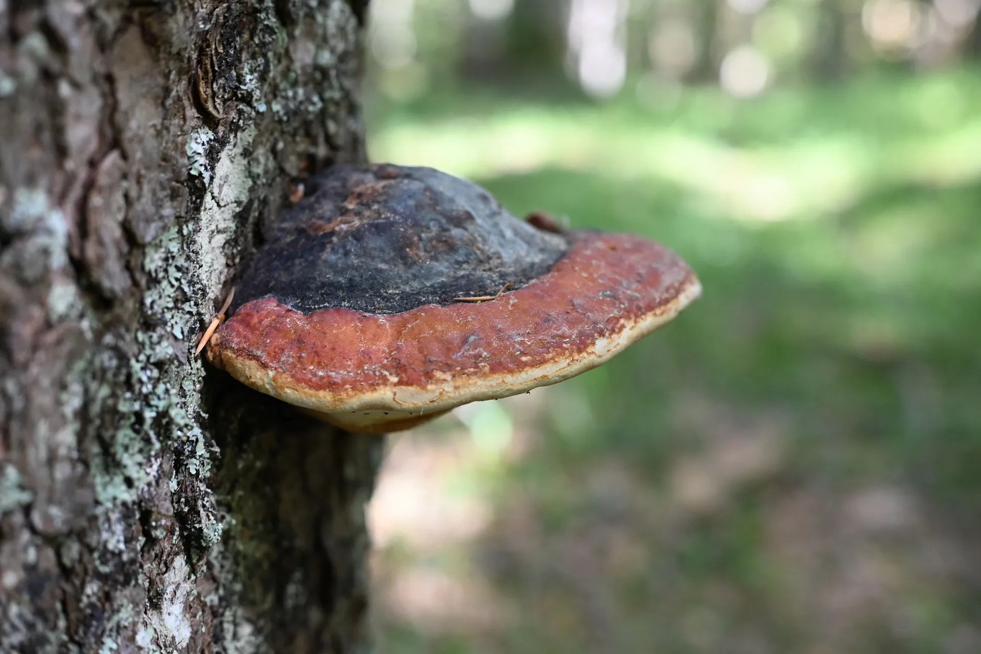 Posjetili smo prašumu Ravna vala