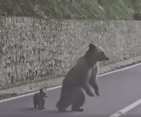 (VIDEO) Medvjedica napala muškarca u automobilu u Rumuniji, on vrištao i zapomagao