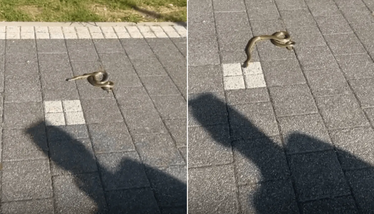 Štakori na Dobrinji, a zmije lagano "šetaju" ulicama Sarajeva
