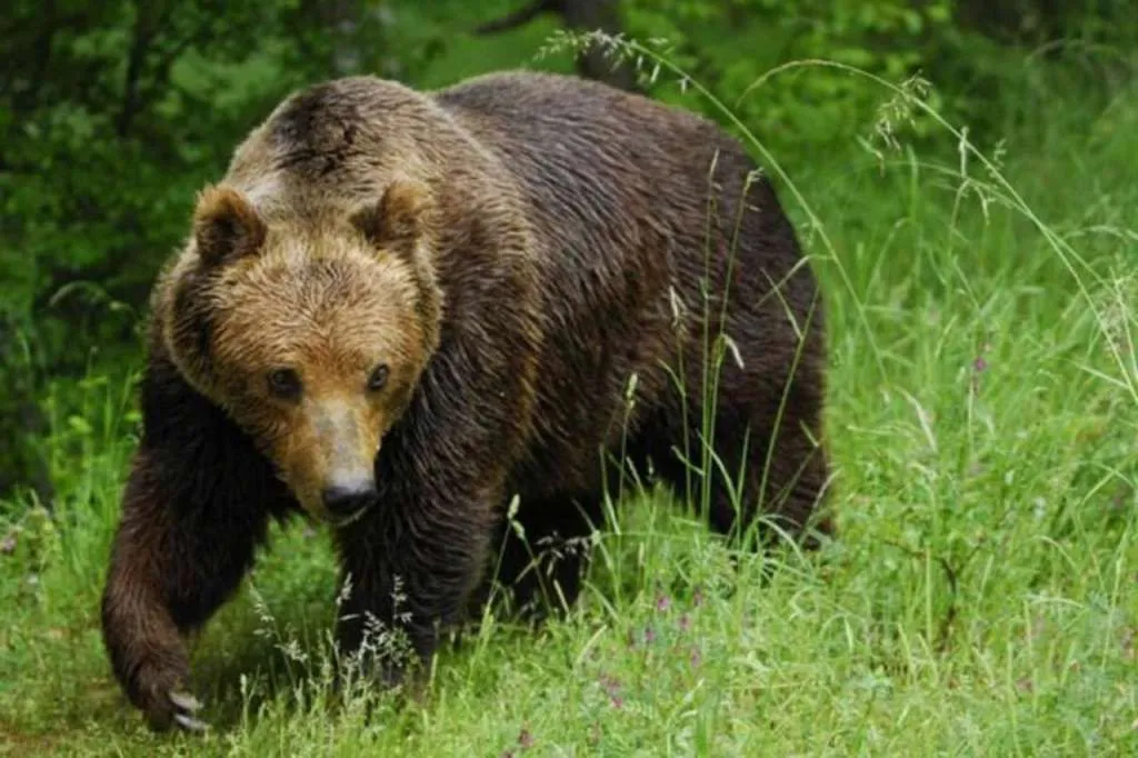 Medvjed uočen nadomak grada u BiH, građanima upućen važan apel
