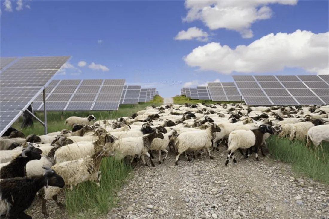 Izgradili najveću solarnu elektranu na svijetu, pa doveli 20.000 ovaca da je spase