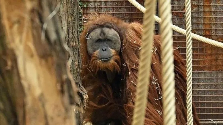 U samo četiri dana jakih kiša nestalo sedam odsto najređe vrste orangutana: studija