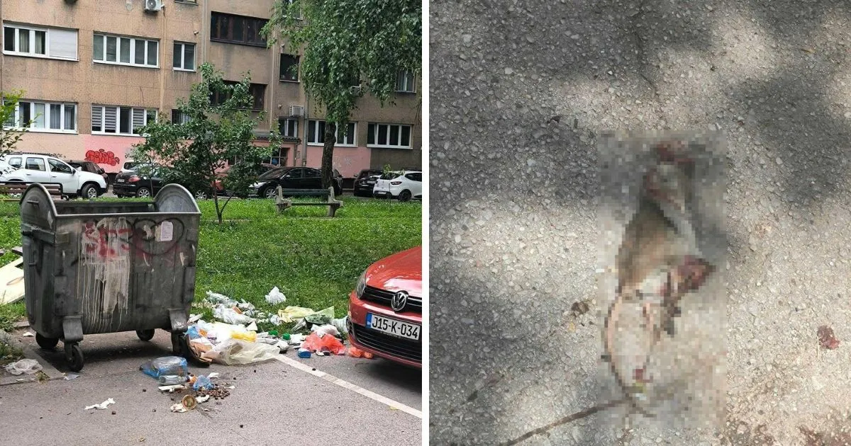 Građani ogorčeni stanjem na Grbavici, na ulicama smeće i pacovi