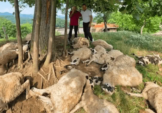 Nakon što je grom ubio ovce, porodica Ibrahimović iz Zvornika dobit će novo stado