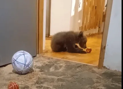 Čovjek iz Jajca spasio medvjedića koji je ostao bez majke, pogledajte kako ga hrani