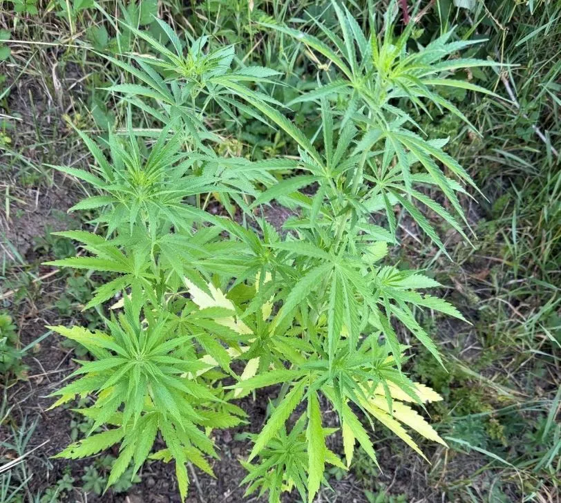 Oduzeta droga