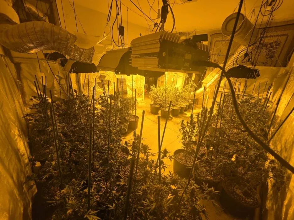 Policija u Sarajevu otkrila dvije laboratorije za uzgoj marihuane, uhapšena jedna osoba