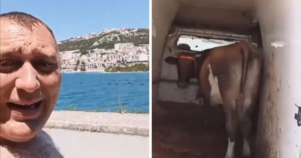 (VIDEO) Muškarac doveo kravu u Neum jer je nije imao gdje ostaviti dok je on na moru
