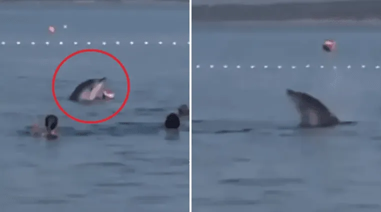 (VIDEO) Fantastičan snimak kod Zadra, delfin se igrao loptom sa kupačima