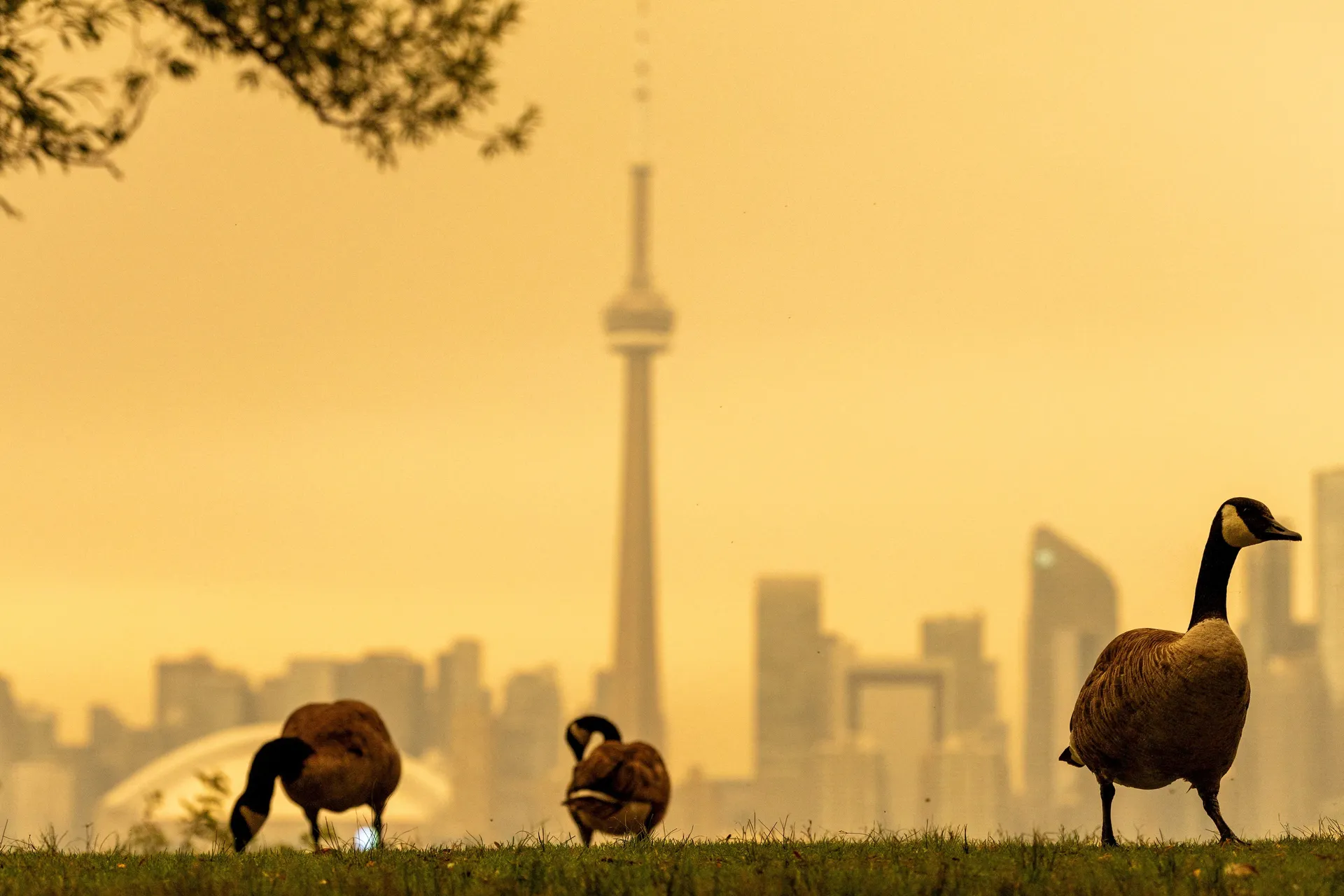 Toronto prekrio gust dim, zrak najzagađeniji na svijetu, stanovnici bježe čamcima