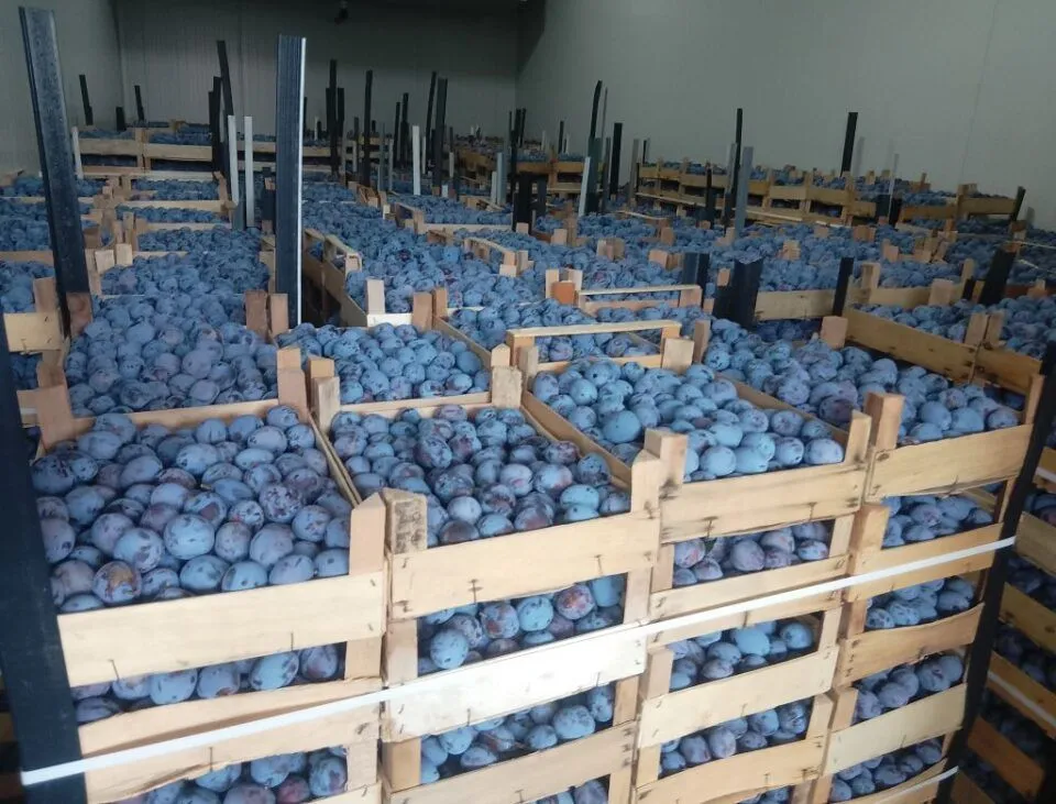 Šljiva iz BiH osvaja Njemačku, rekordan rod napunio hladnjače za samo sedam dana