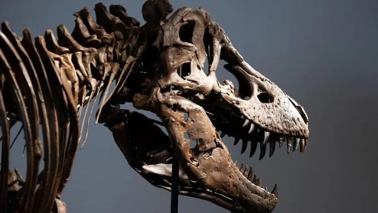 Tiranosaurus reks prodat za rekordnih 43,8 miliona evra
