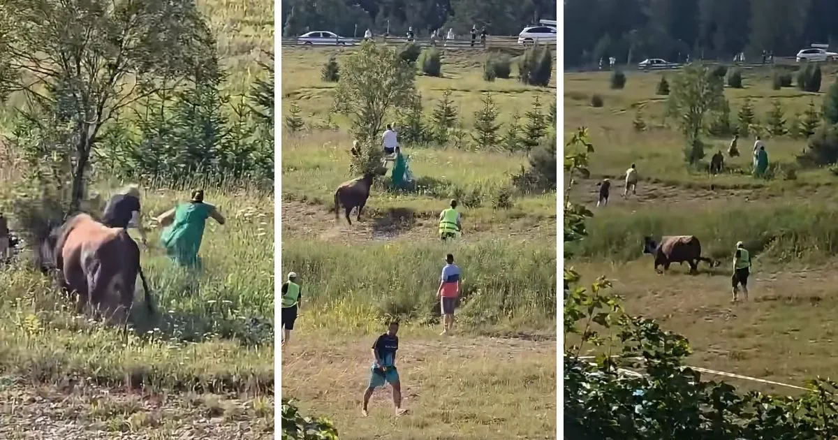 (VIDEO) Korida na Igmanu se otela kontroli, bik pobjegao iz ringa i krenuo prema publici