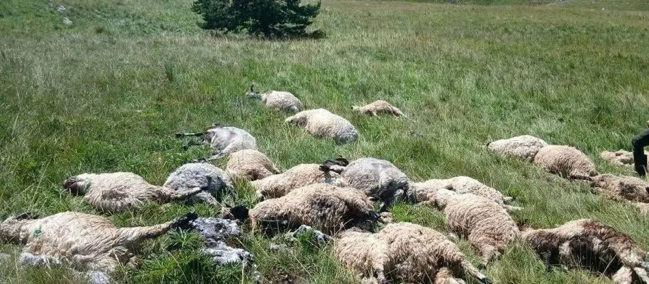 Stravične scene kod Kupresa, od udara groma stradalo oko 30 ovaca