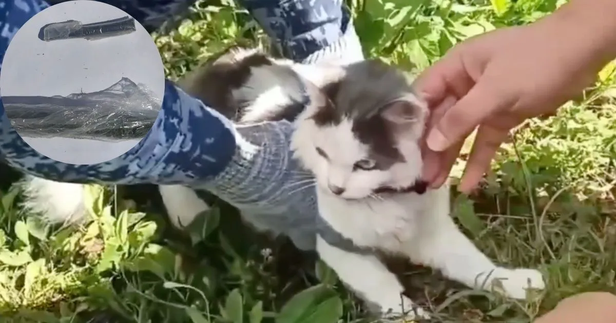 (VIDEO) Za ne povjerovati: Mačka uhvaćena dok je krijumčarila drogu u zatvor