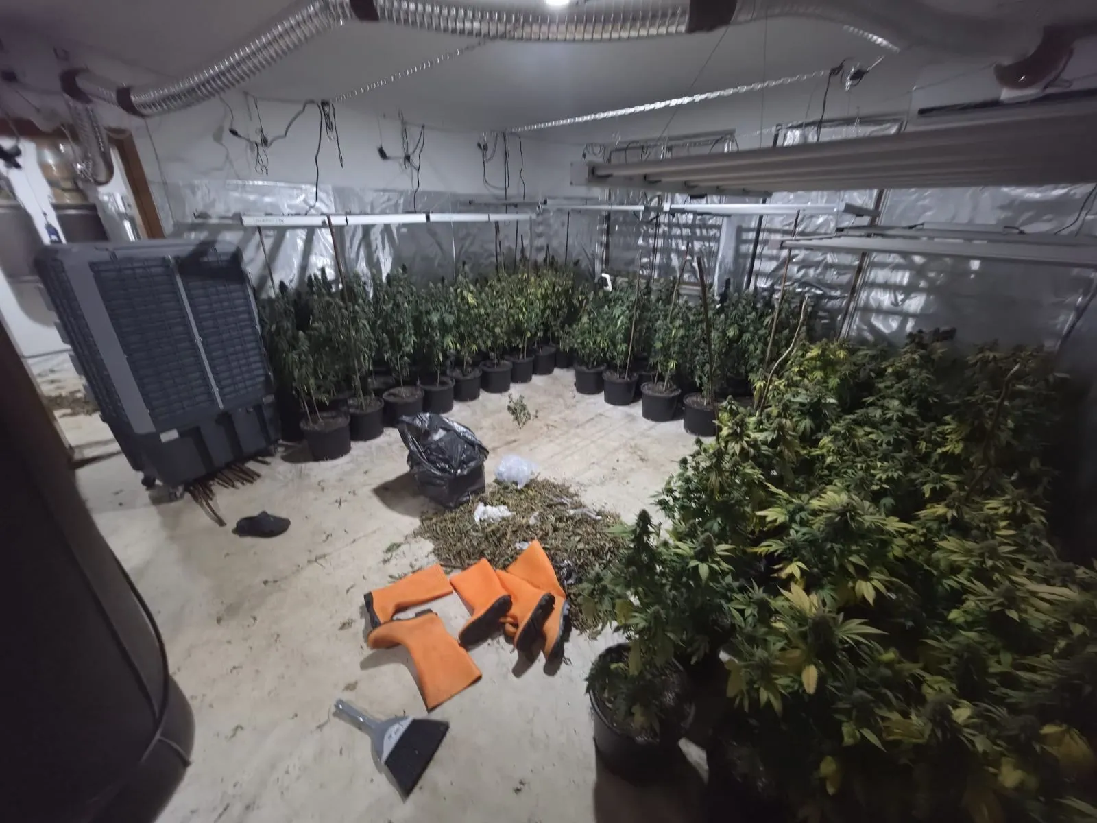 (FOTO) Šibica pronašla tri laboratorije za uzgoj marihuane u Sarajevu