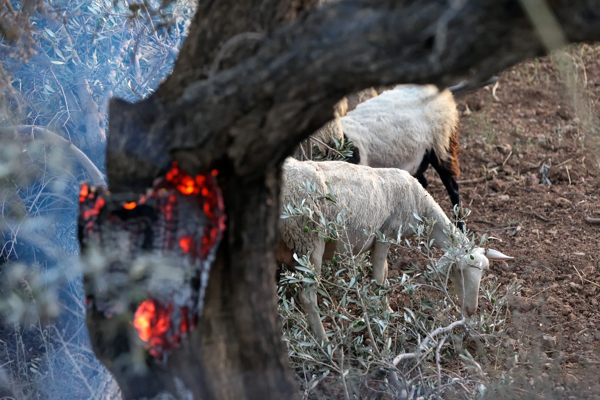 Sheep graze as a wildfire burns next to the village of Krya Vrysi on the island of Crete, Greece, July 29, 2026. REUTERS/Stringer