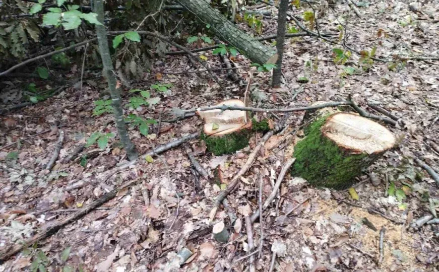 Tragedija kod Bosanskog Grahova, muškarac stradao u sječi drva