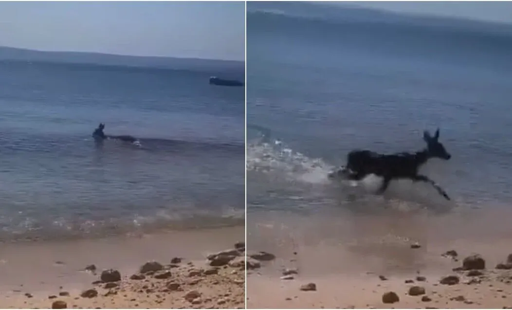 Srna ušla u more da se rashladi
