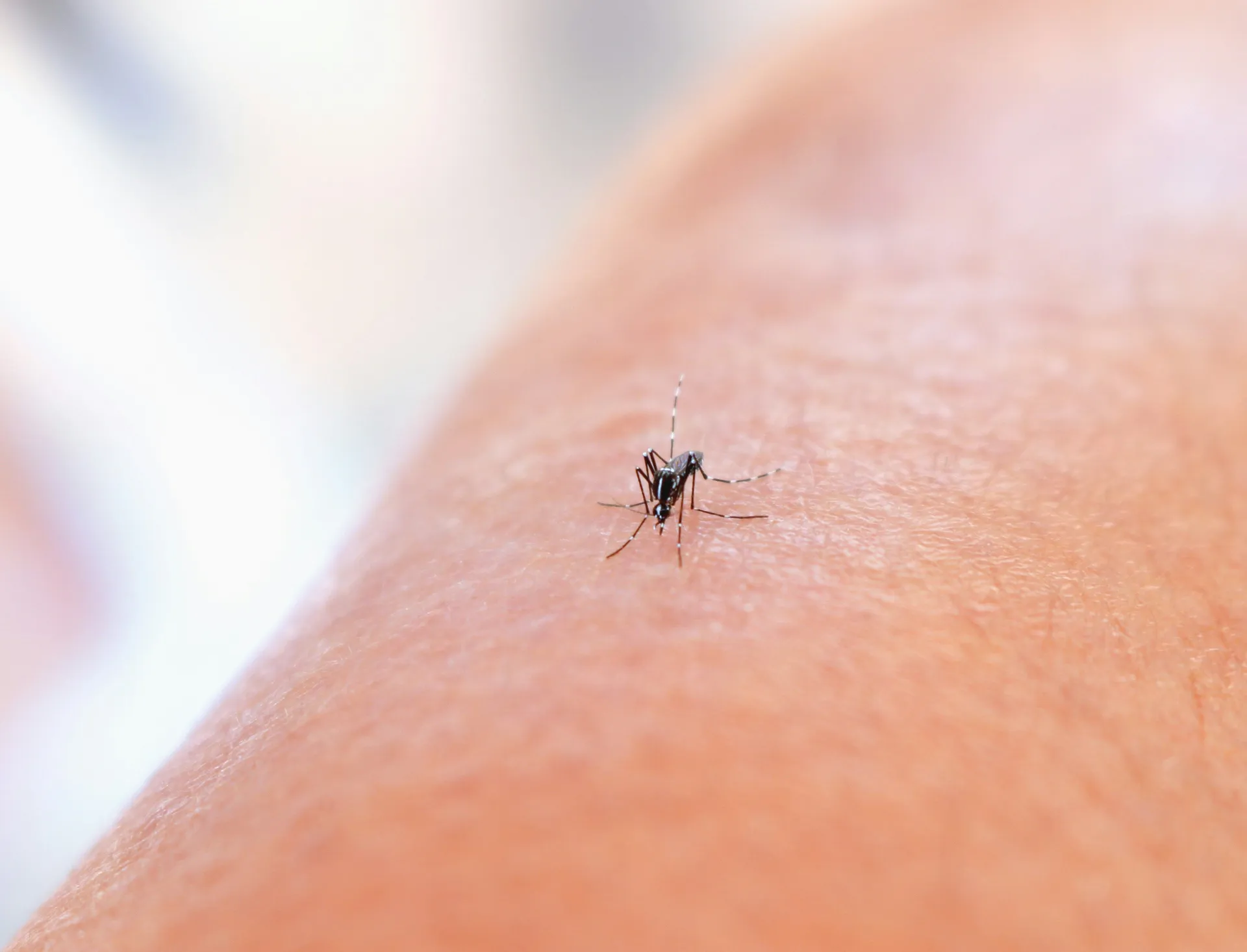 Neki ljudi su zaista "slađi" komarcima, naučnici otkrili zašto komarci biraju baš vas