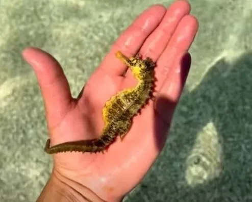Snimljen rijedak prizor u Jadranu, a onda je nastala rasprava zbog morskog konjića