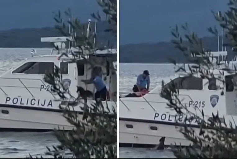 Policajac u bh. komšiluku bacio psa sa glisera u more, snimak izazvao burne reakcije