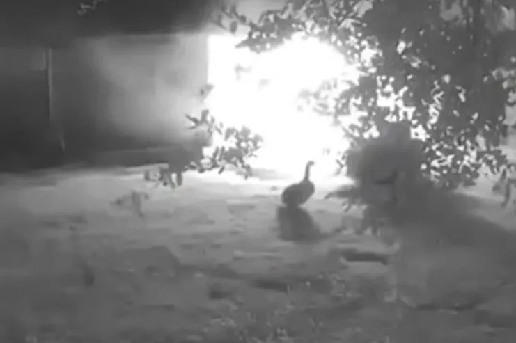 Priča iz  Amerike, guska spasila porodicu od požara i postala heroj