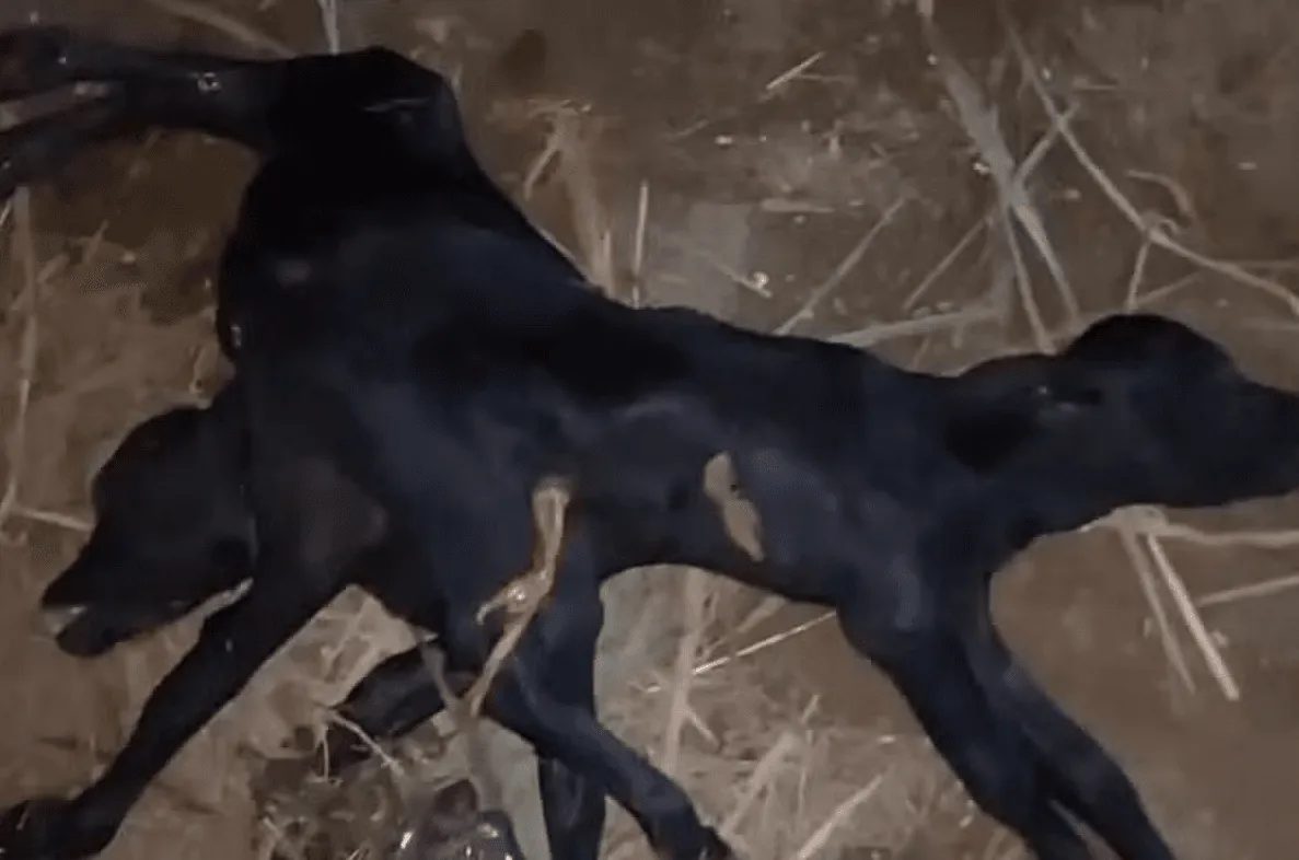 Krava otelila "mutanta" sa dvije glave i osam nogu, veterinari objasnili šta se desilo