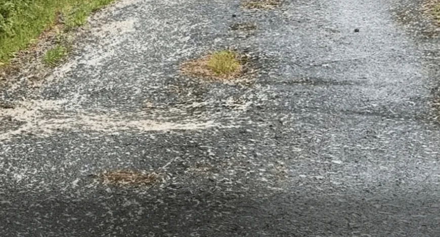Zbog pucketanja mislio da gazi po borovim iglicama, a onda je vidio hiljade stonoga