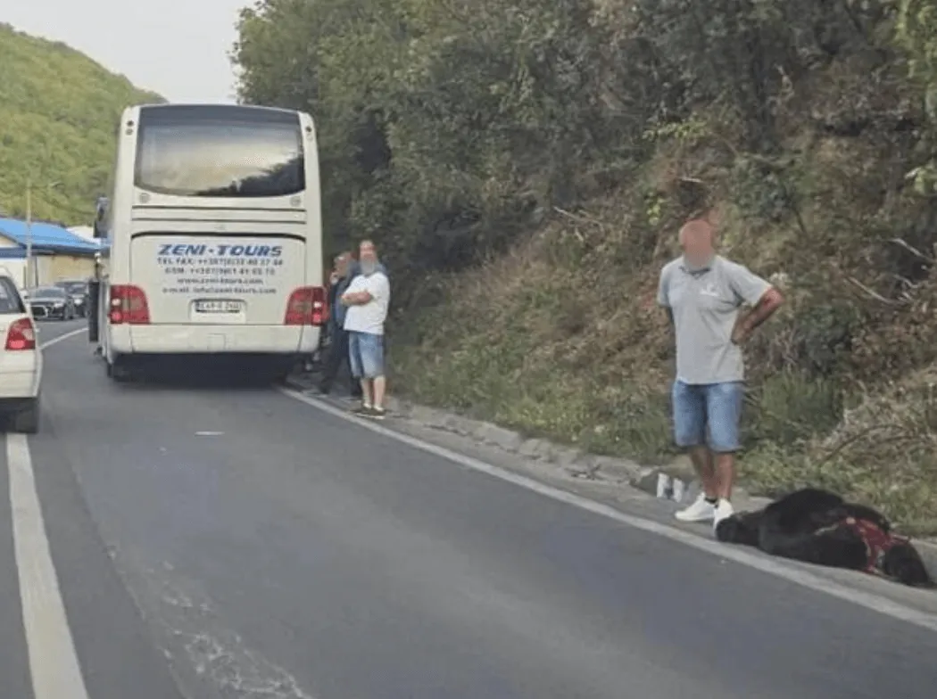 Medvjed izletio na cestu kod Travnika, pa završio pod autobusom