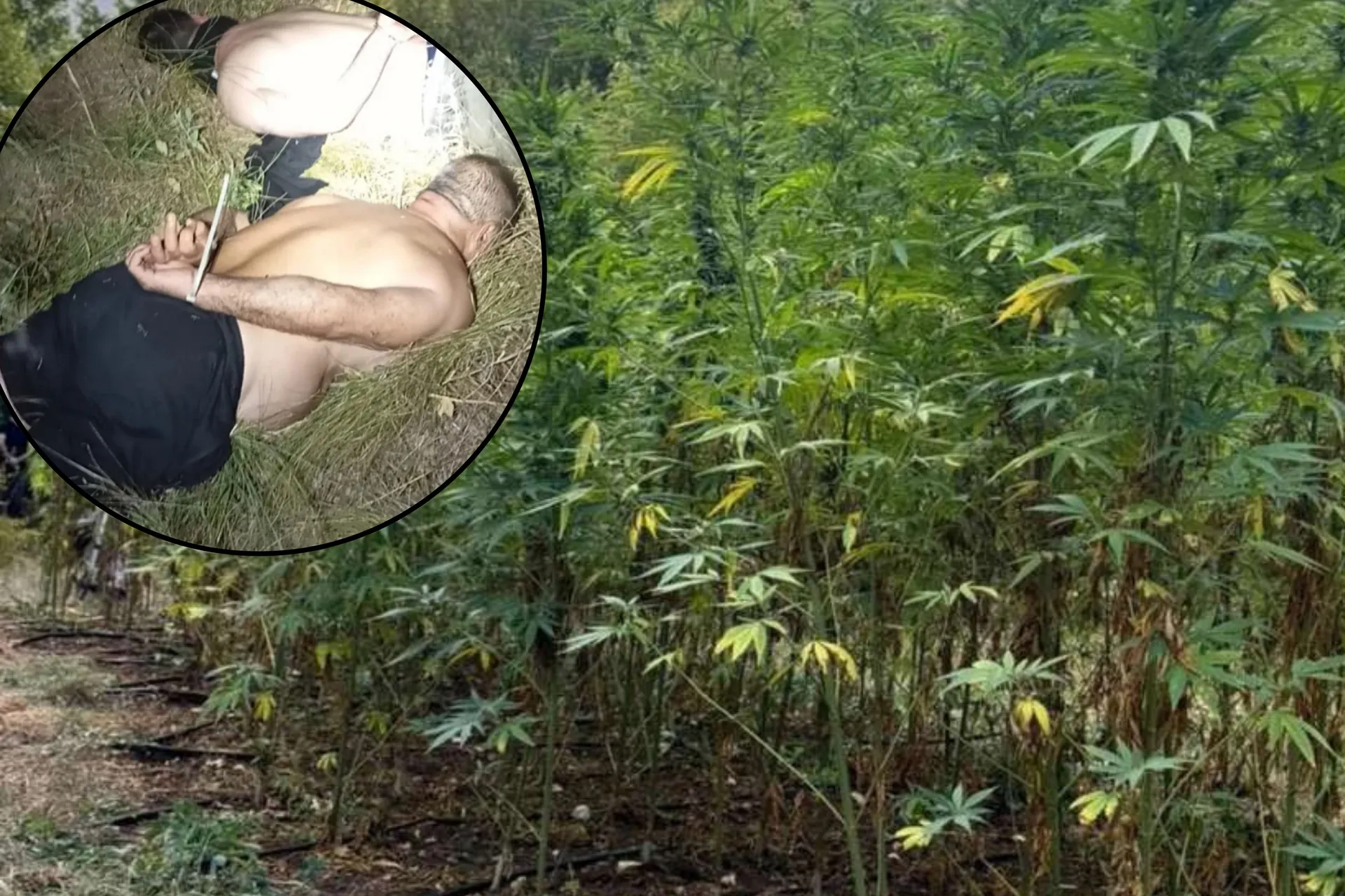 FUP ih zatekao dok su obrađivali plantažu sa 177 stabljika marihuane, uhapšeni su