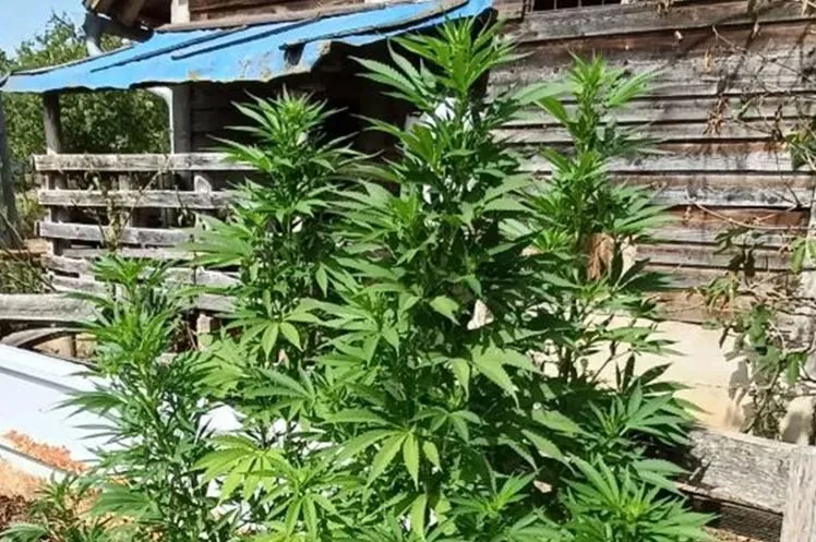U akciji Plantaža na imanju pronađene stabljike indijske konoplje