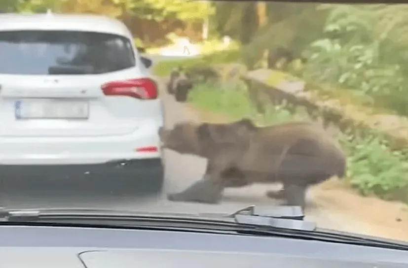Agresivni medvjed razvalio branik automobila, skoro ga je otkinuo