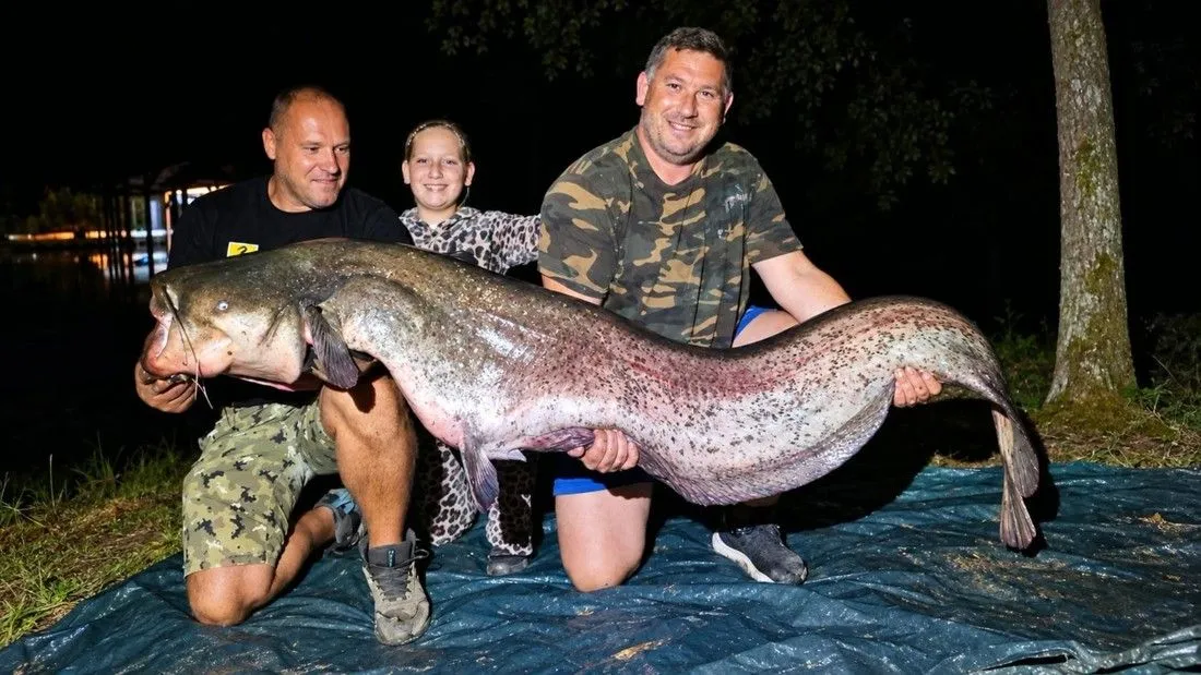 Riječna grdosija u susjedstvu: Hrvati ulovili soma od 225 centimetara dužine
