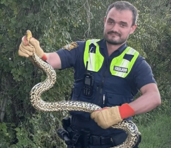Žena šetala livadom u Njemačkoj i našla se "oči u oči" sa velikom anakondom
