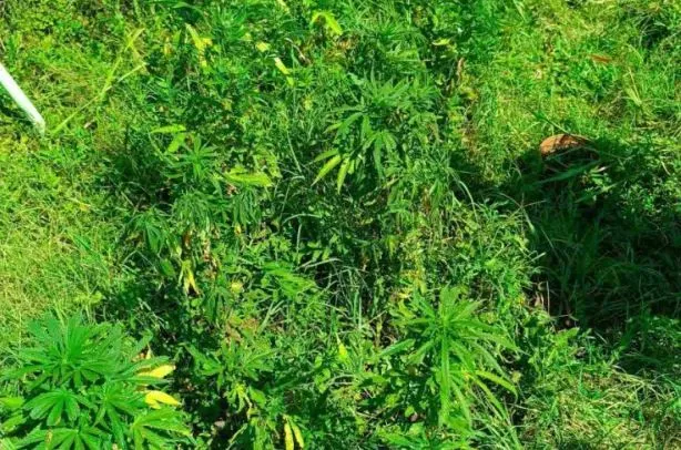 Oduzeti droga i oružje